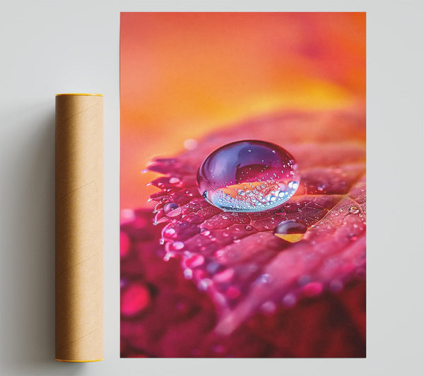 Pink Dewdrop Reflection Poster