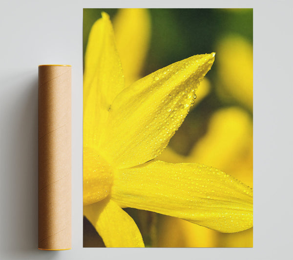 Golden Dewdrop Bloom Print