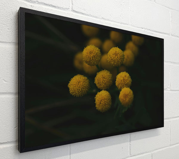 Golden Bloom Cluster.