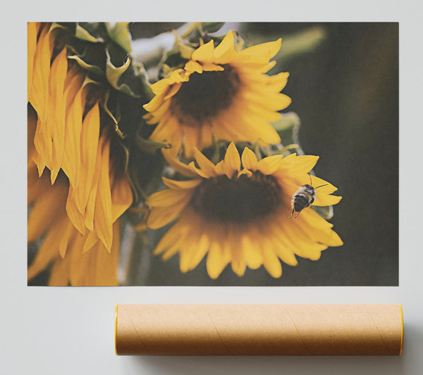 Golden Sunflower Buzz Print