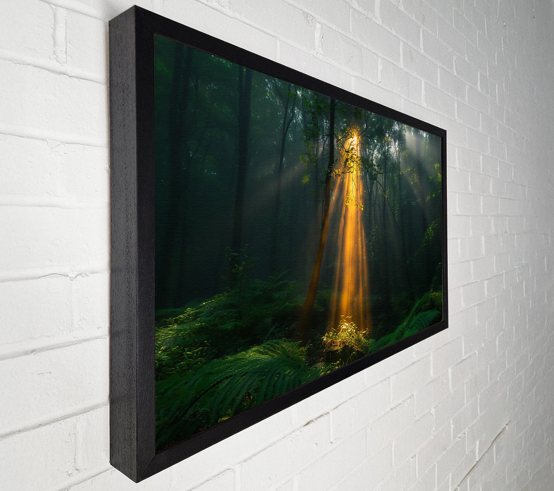  A Canvas Print of Golden Light Through Trees Canvas Wall Art