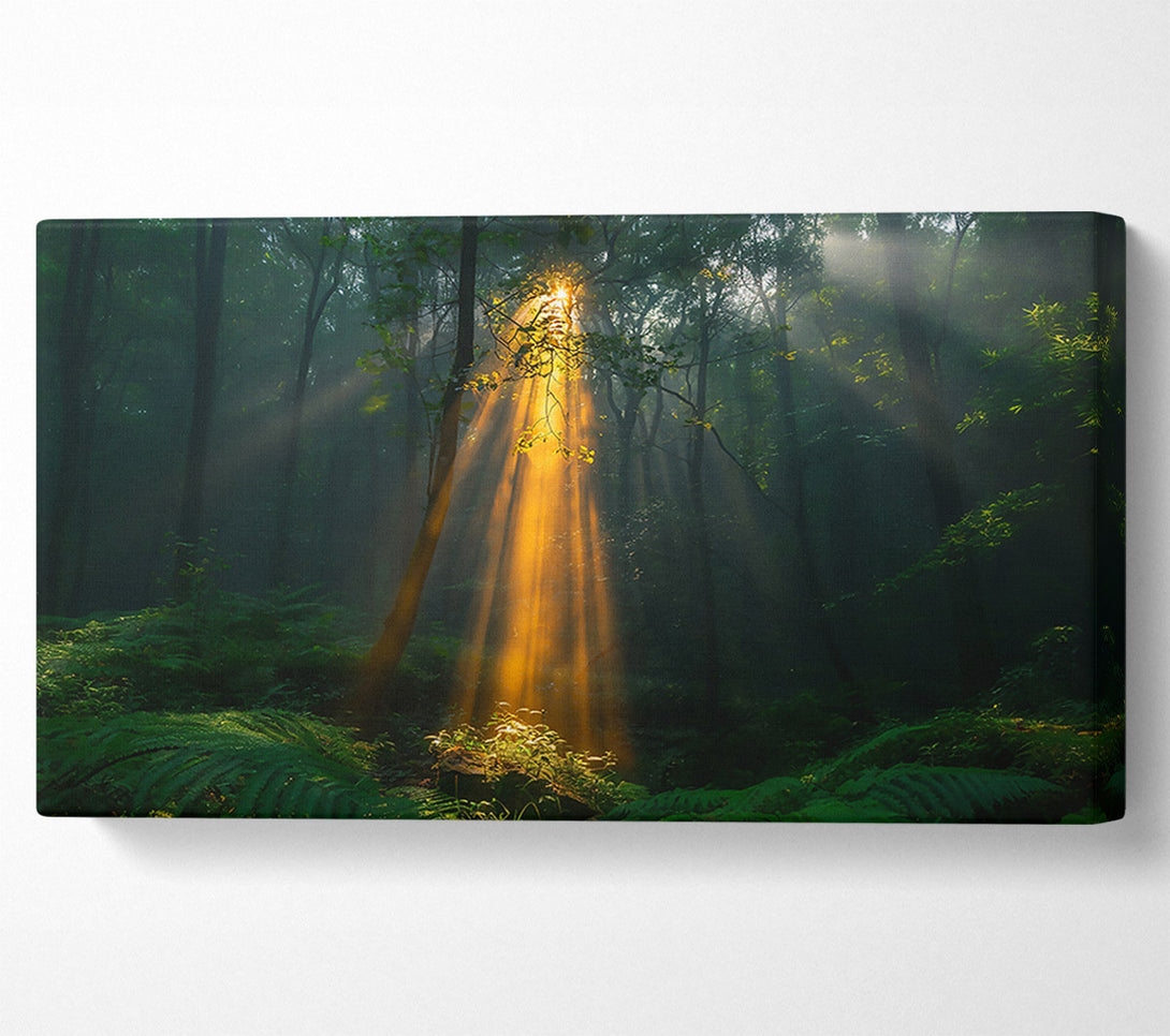  A Canvas Print of Golden Light Through Trees Canvas Wall Art