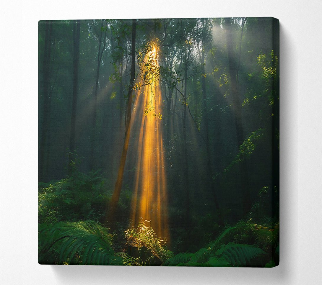  A Canvas Print of Golden Light Through Trees Canvas Wall Art