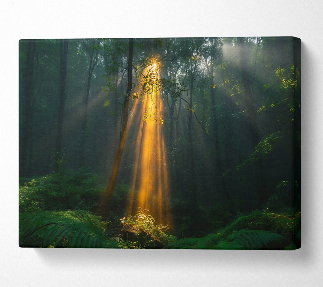  A Canvas Print of Golden Light Through Trees Canvas Wall Art
