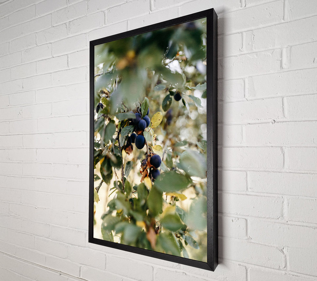  A Canvas Print of Blue Plums In The Sun Canvas Wall Art