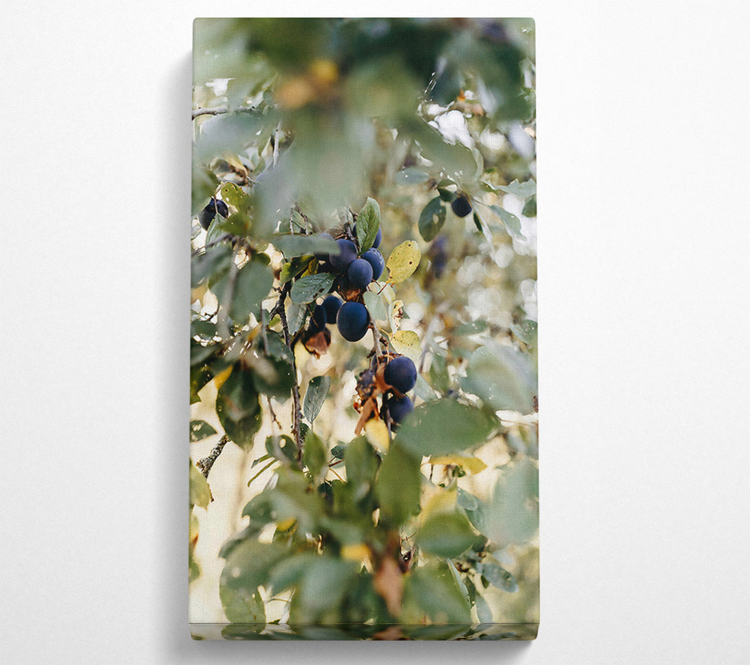  A Canvas Print of Blue Plums In The Sun Canvas Wall Art