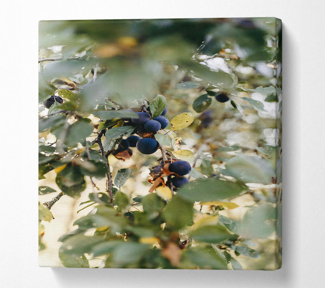 A Canvas Print of Blue Plums In The Sun Canvas Wall Art