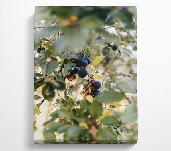  A Canvas Print of Blue Plums In The Sun Canvas Wall Art