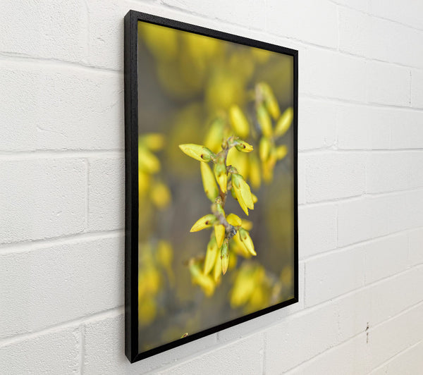 Golden Budding Branch