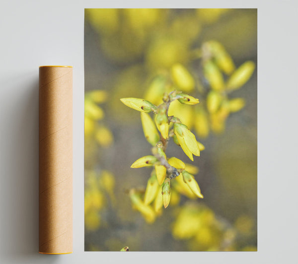 Golden Budding Branch Poster