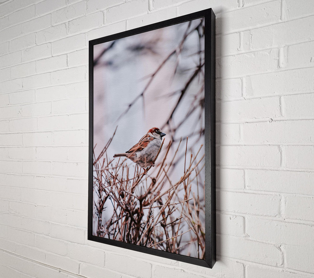  A Canvas Print of Brown Sparrow Branching Out Canvas Print