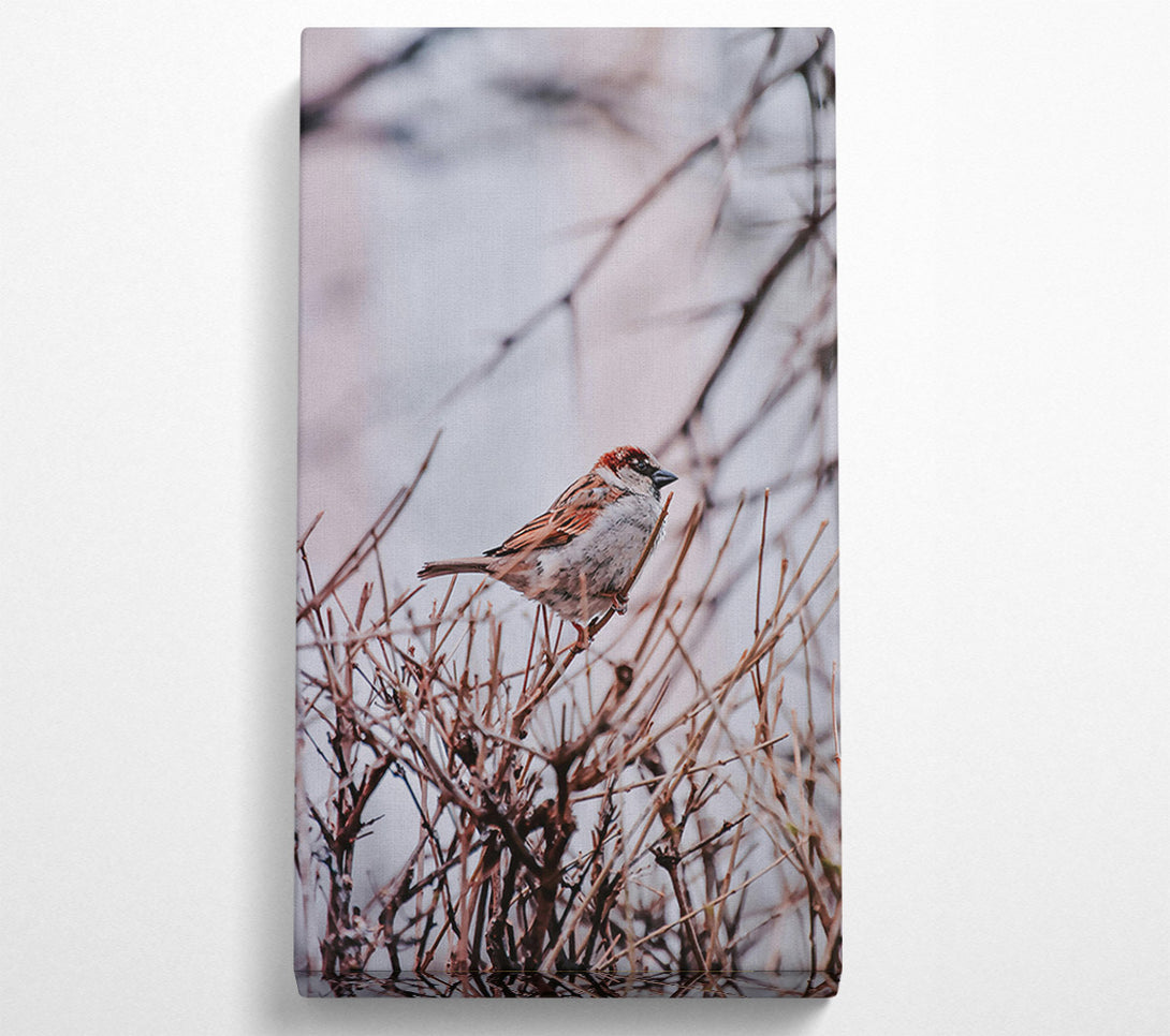  A Canvas Print of Brown Sparrow Branching Out Canvas Print