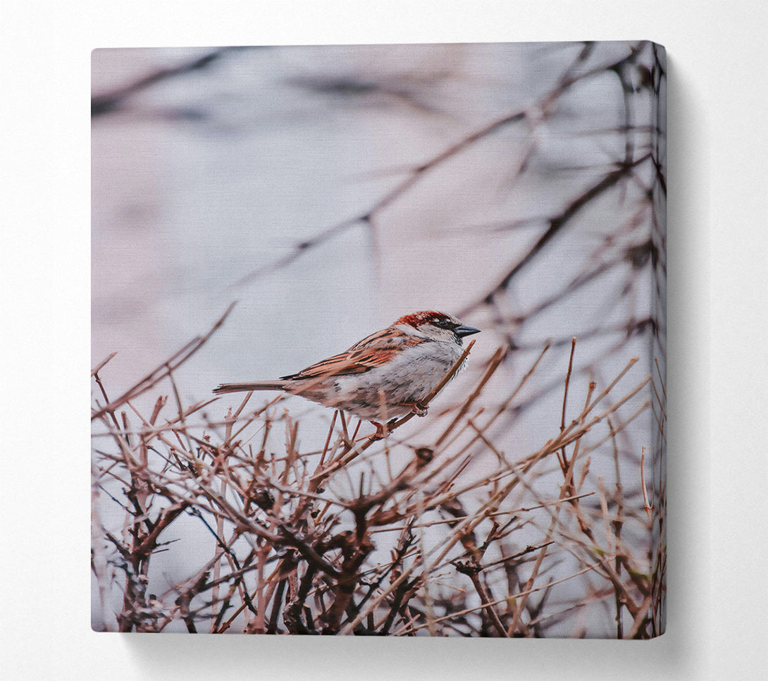  A Canvas Print of Brown Sparrow Branching Out Canvas Print