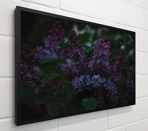 Purple Twilight Blooms
