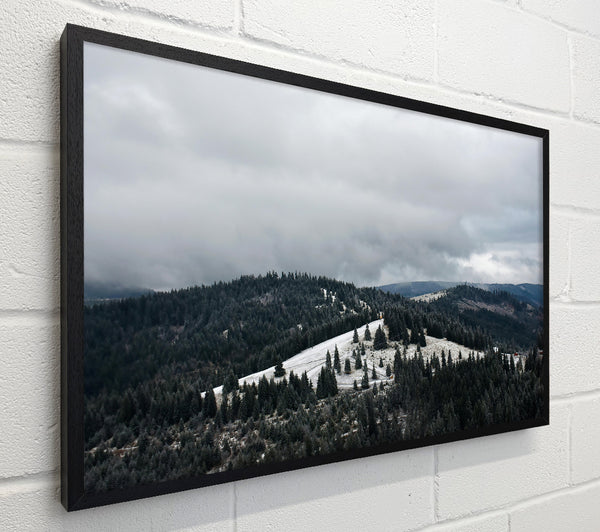 Grey Sky Over Pines
