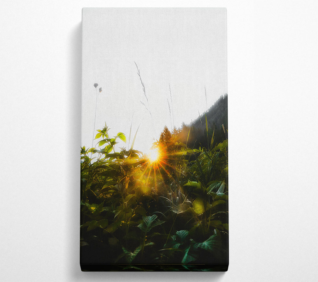  A Canvas Print of Golden Sunrise Through Foliage Canvas Wall Art