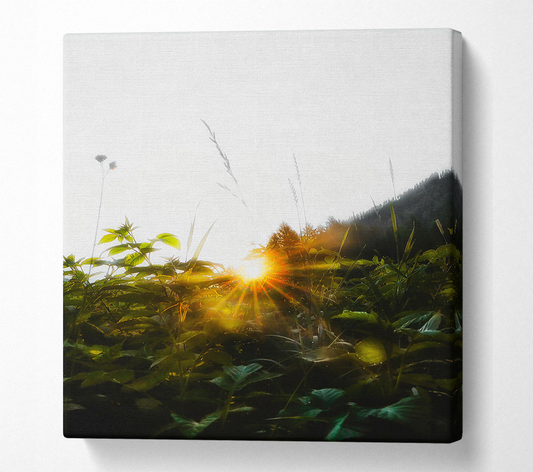  A Canvas Print of Golden Sunrise Through Foliage Canvas Wall Art