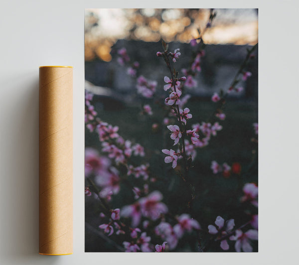Pink Spring Bloom Poster