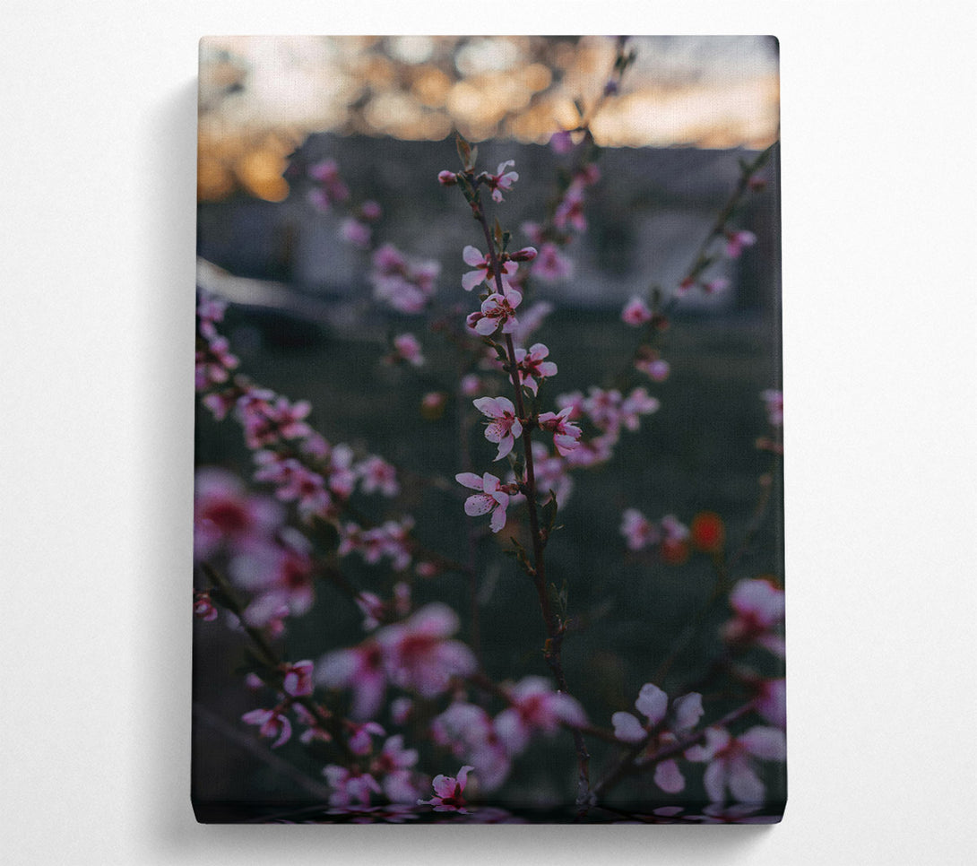  A Canvas Print of Pink Spring Bloom Canvas Print