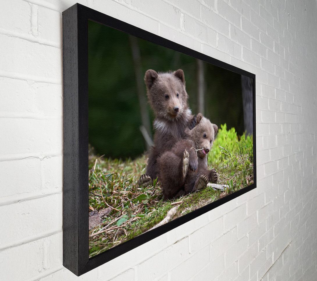  A Canvas Print of Bear Cubs Playing Canvas Wall Art