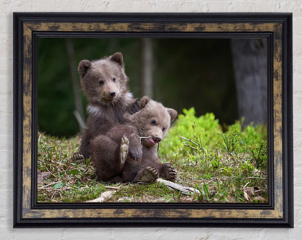 Bear Cubs Playing Framed Print