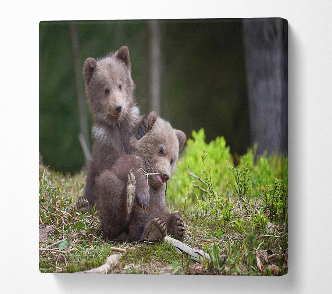  A Canvas Print of Bear Cubs Playing Canvas Wall Art