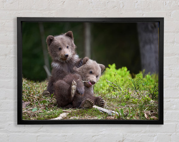 Bear Cubs Playing Framed Print