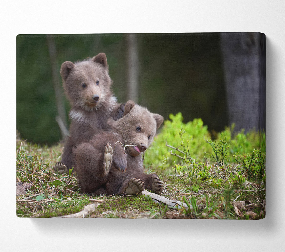  A Canvas Print of Bear Cubs Playing Canvas Wall Art