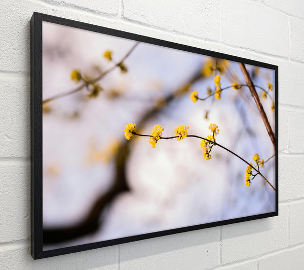 Golden Branch Bloom