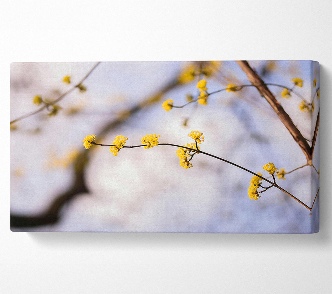  A Canvas Print of Golden Branch Bloom Canvas Art