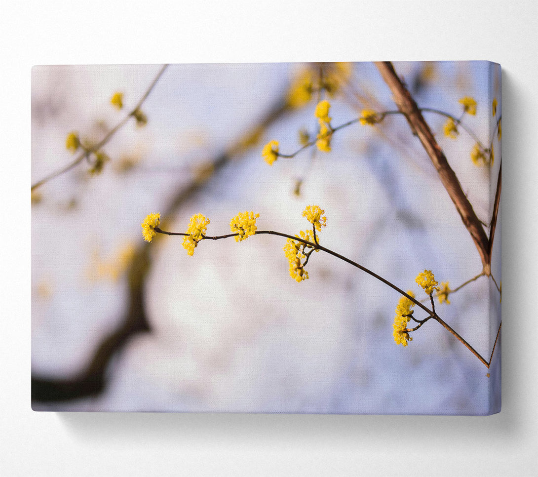  A Canvas Print of Golden Branch Bloom Canvas Art