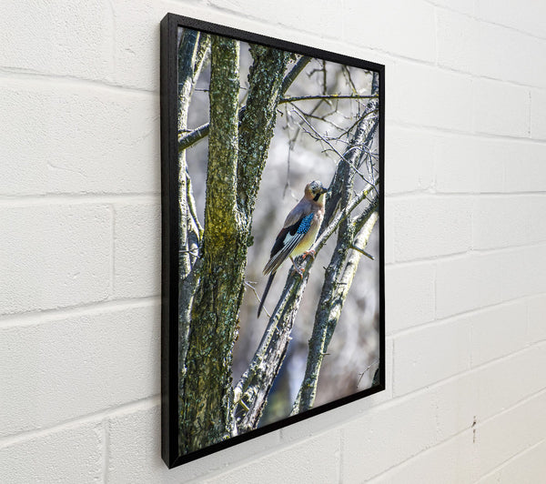Blue Jay On Branch