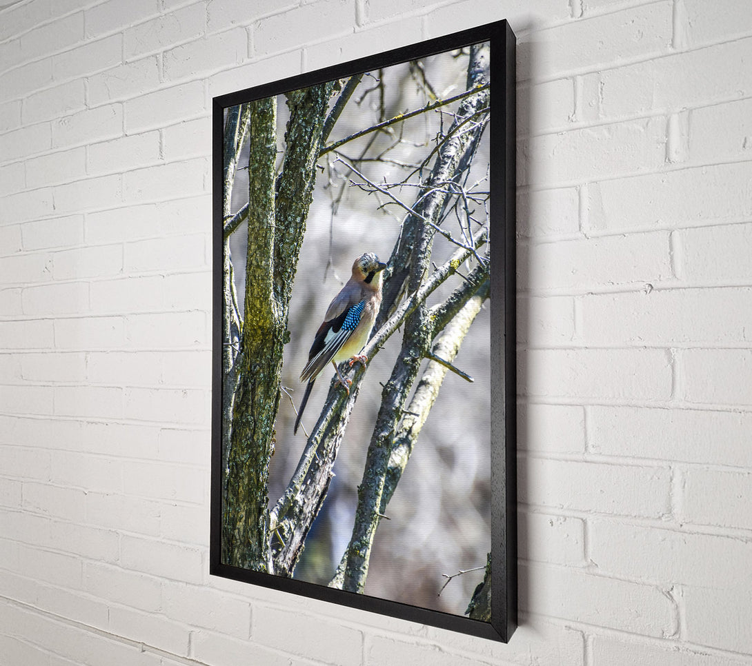  A Canvas Print of Blue Jay On Branch Canvas Wall Art