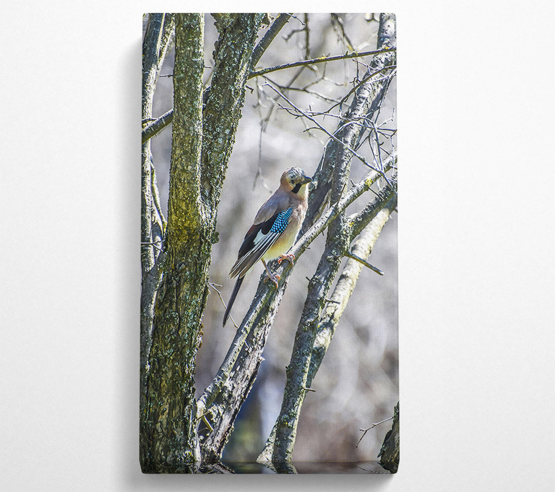  A Canvas Print of Blue Jay On Branch Canvas Wall Art