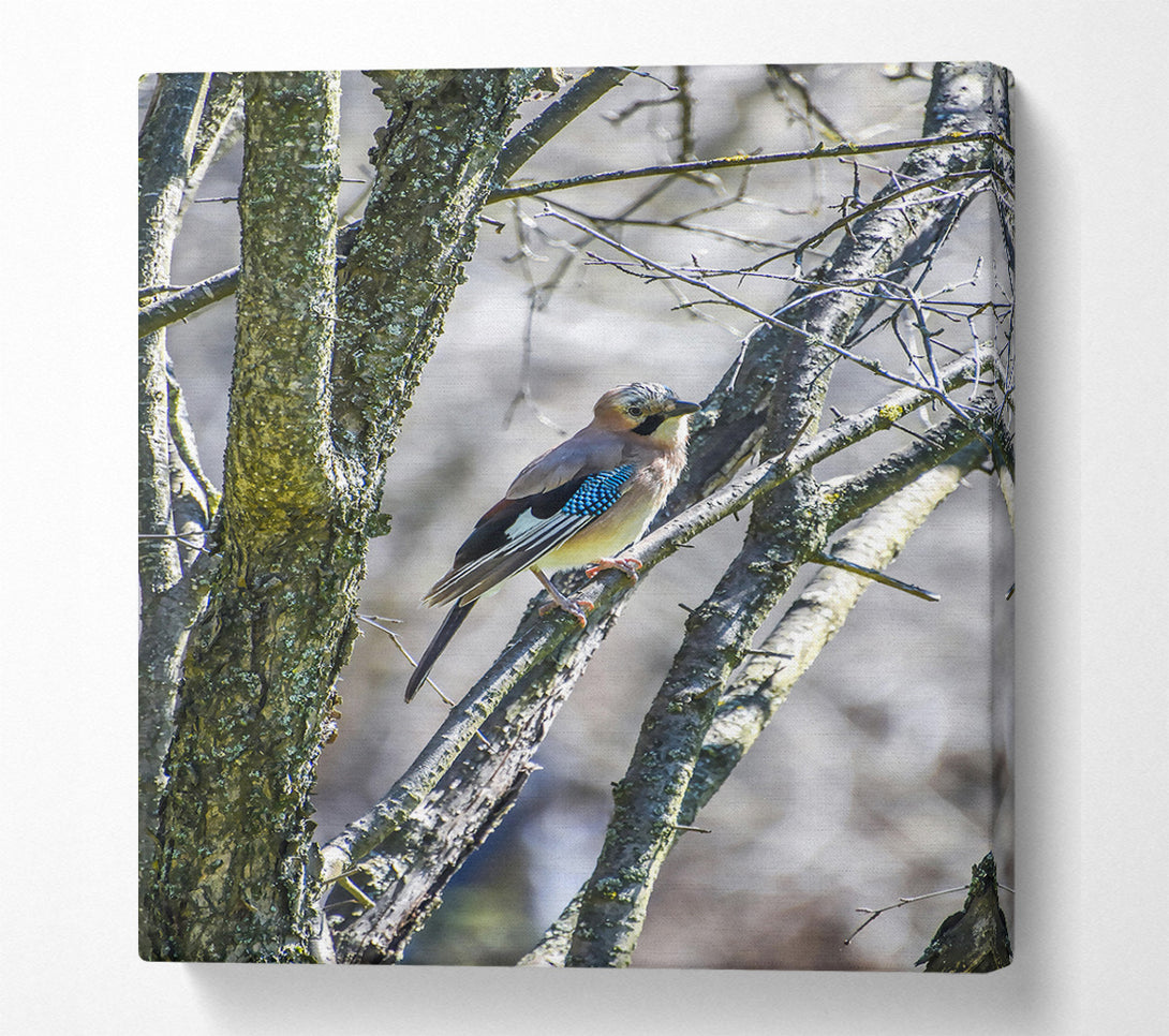  A Canvas Print of Blue Jay On Branch Canvas Wall Art