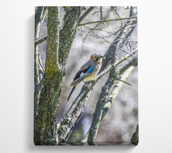  A Canvas Print of Blue Jay On Branch Canvas Wall Art
