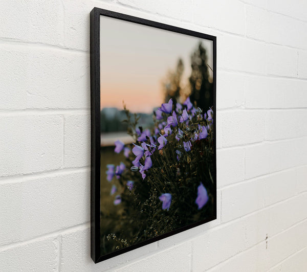 Lavender Dusk Blooms
