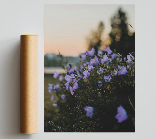 Lavender Dusk Blooms Poster