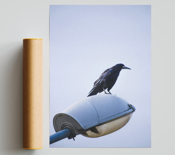 Black Crow On White Light Poster