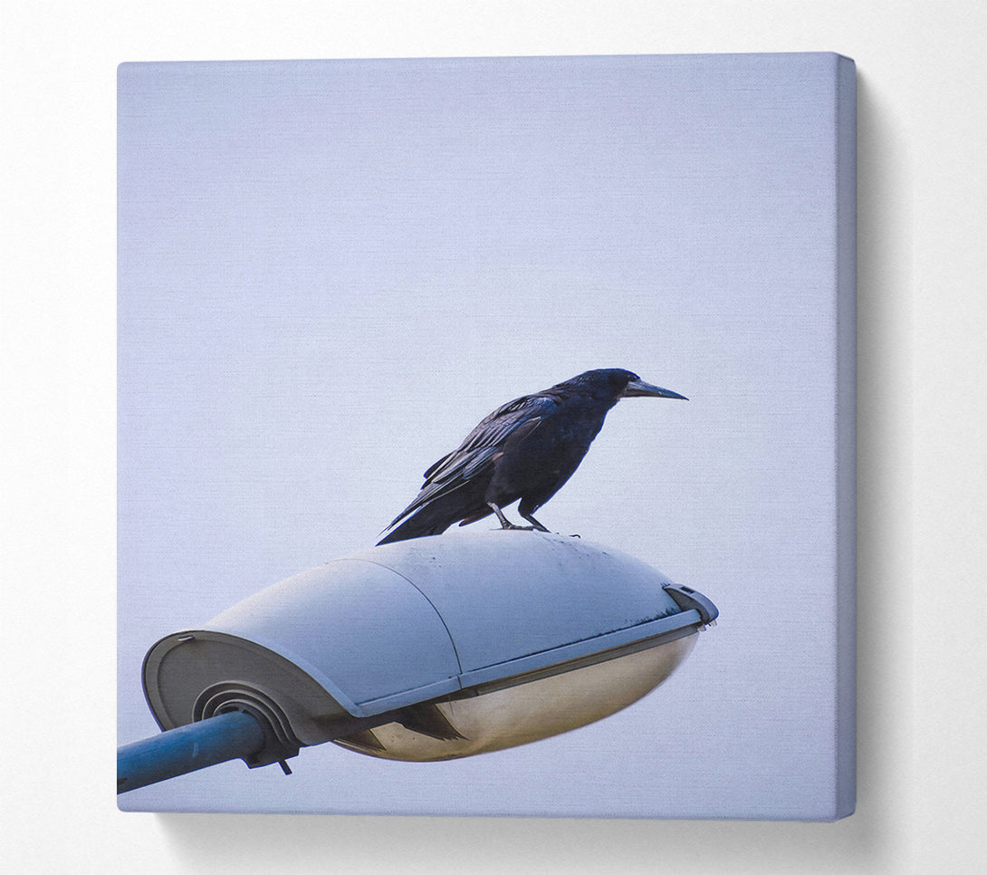  A Canvas Print of Black Crow On White Light Canvas Print