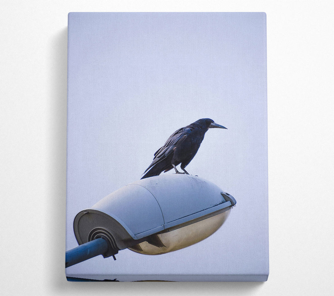  A Canvas Print of Black Crow On White Light Canvas Print