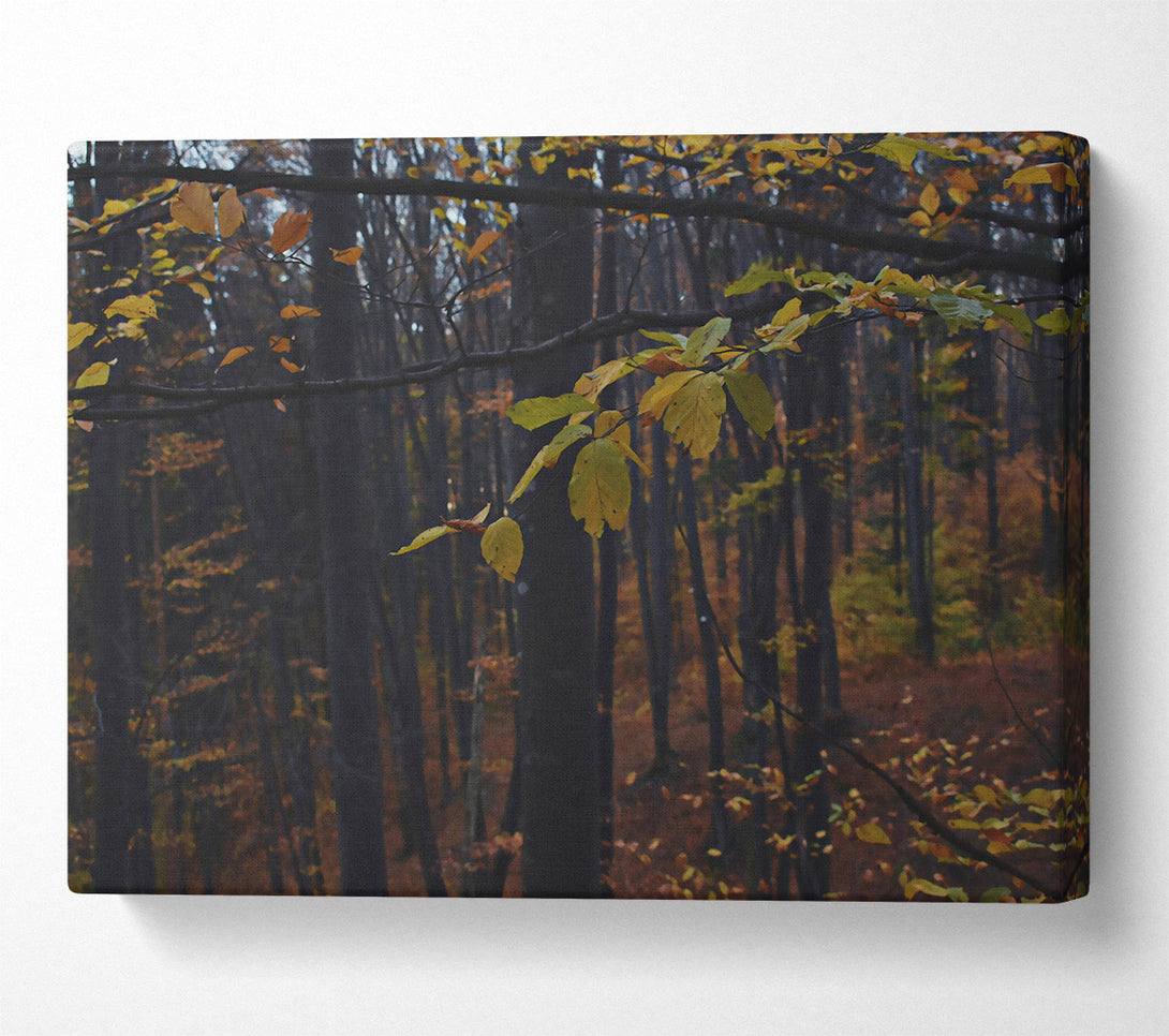  A Canvas Print of Golden Forest Hues Canvas Print