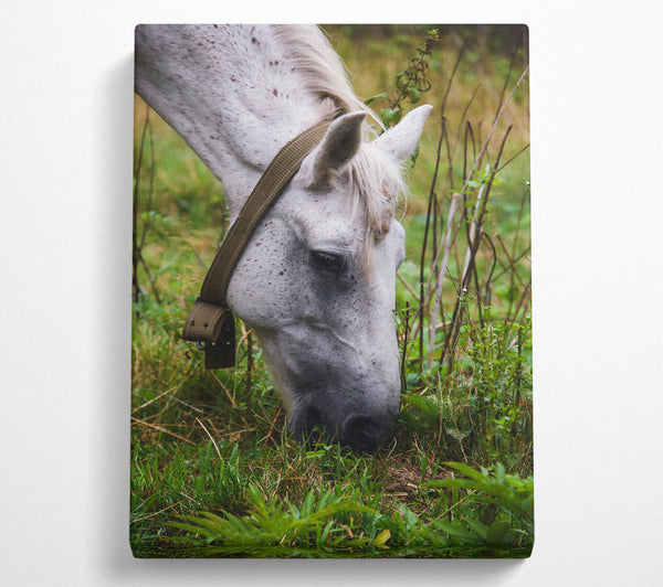  A Canvas Print of White Horse Grazing Canvas Art
