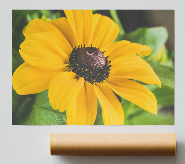 Golden Sunlit Bloom Print
