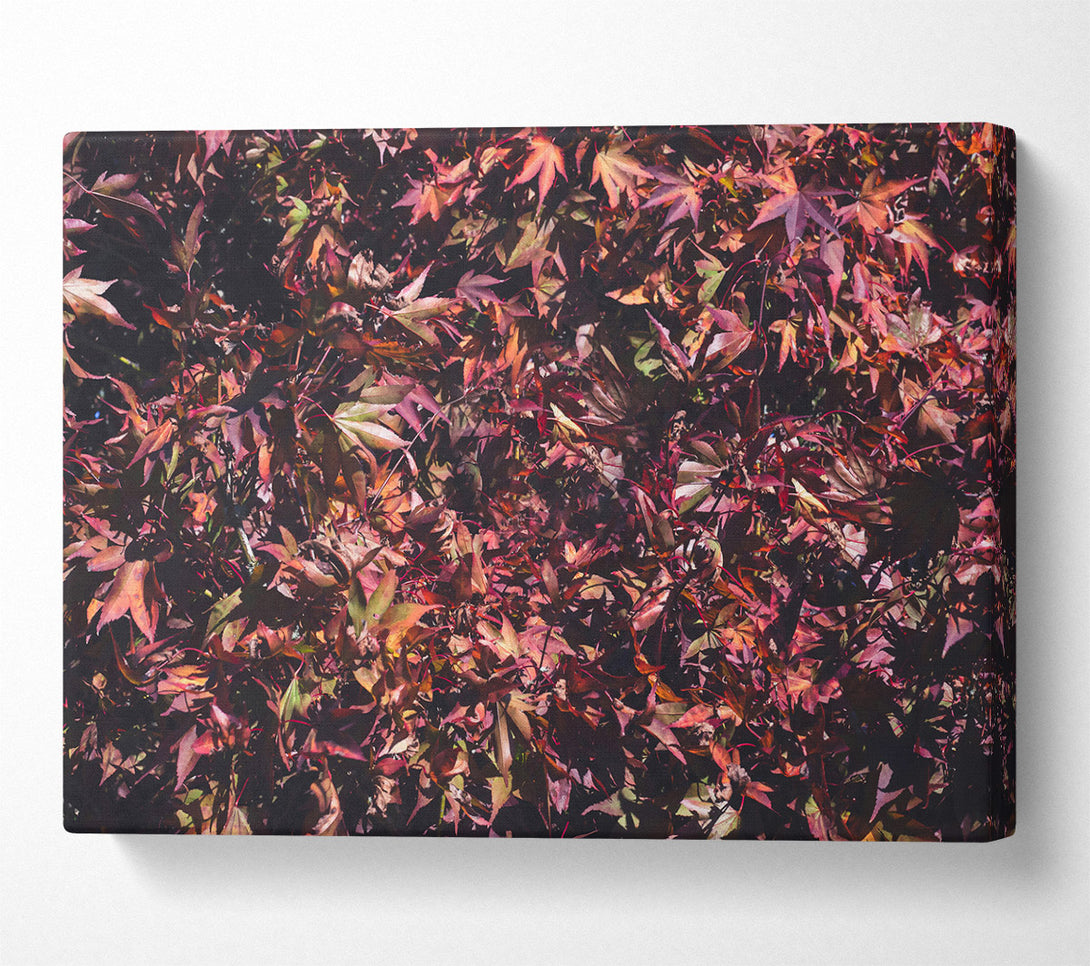  A Canvas Print of Crimson Leaf Cluster Canvas Art