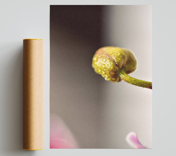 Green Dewdrop Bud Giclee Print