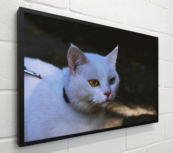 White Cat With Two Eyes