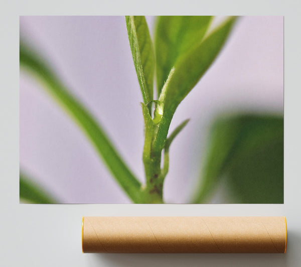Green Dewdrop Budding Print