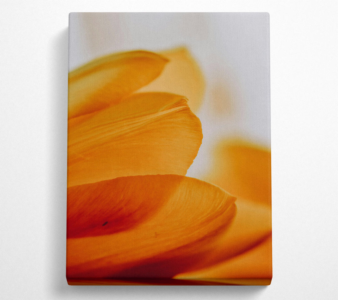  A Canvas Print of Golden Petal Embrace Canvas Print