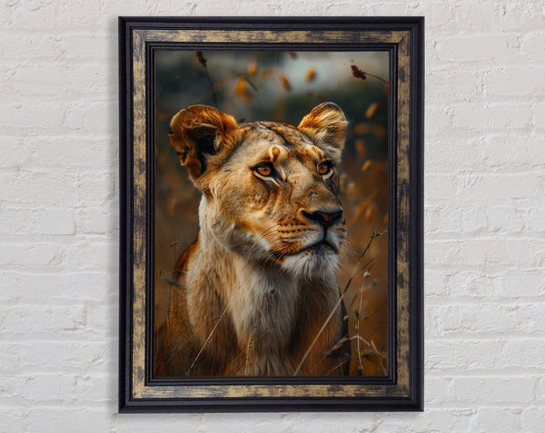 Beautiful Lioness Framed Print